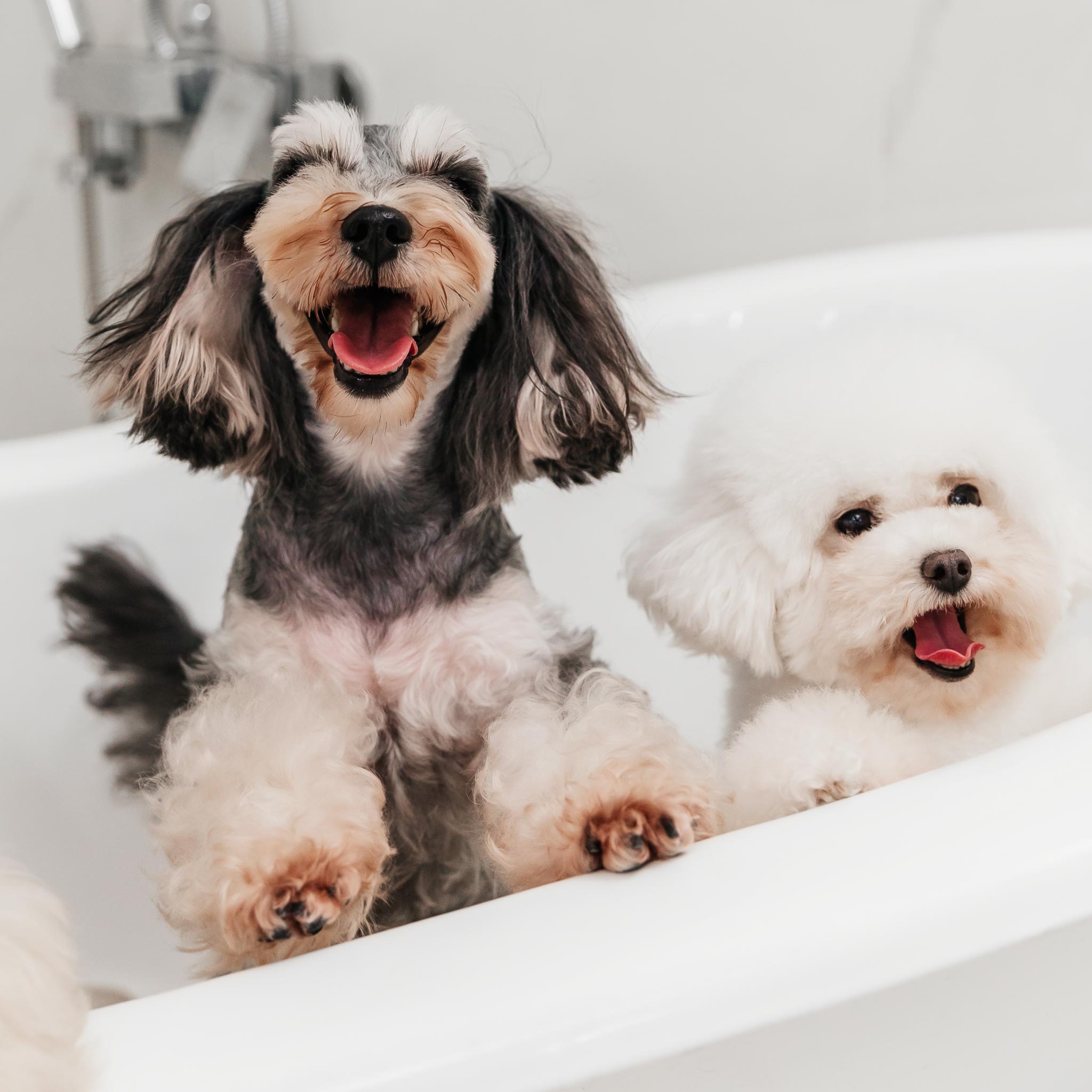 Pet Buddy Bath Set