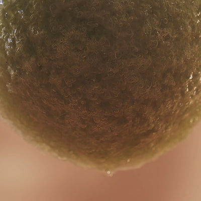 konjac sponge made in Japan Gently exfoliates and cleanses skin, with a soft, bouncy pudding like texture when soaked in water